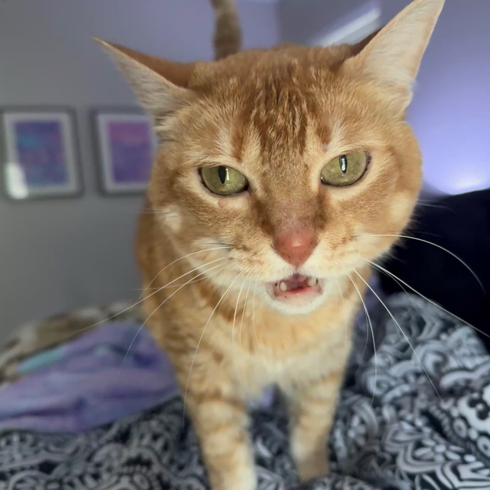 Professional Cat Care You Can Trust