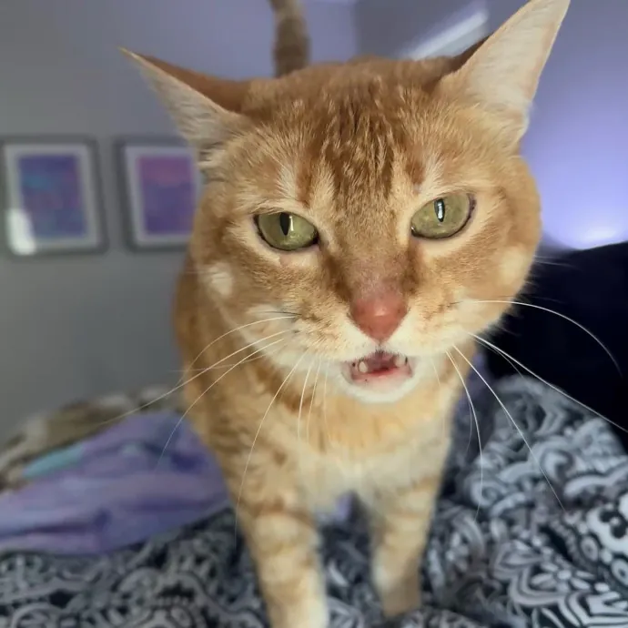 Professional Cat Care You Can Trust