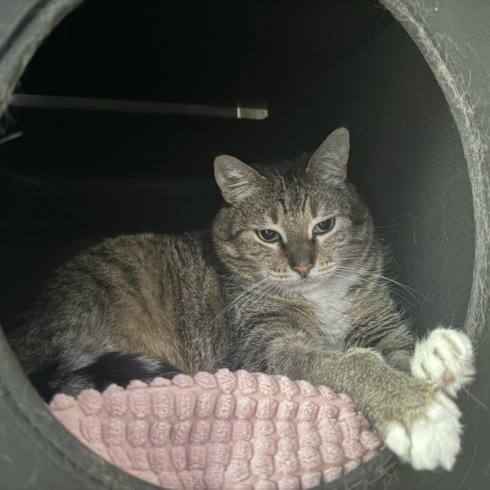 Professional Cat Care You Can Trust