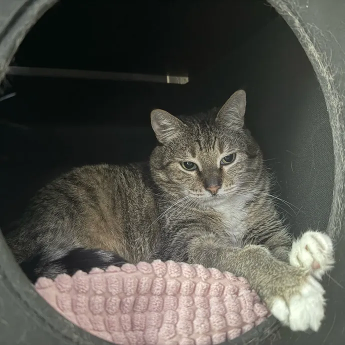 Professional Cat Care You Can Trust