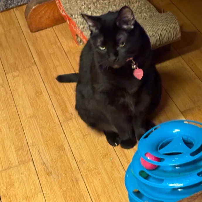 Professional Cat Care You Can Trust