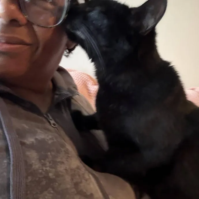 Professional Cat Care You Can Trust