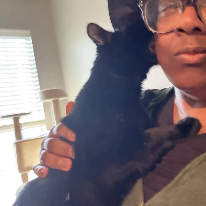 Professional Cat Care You Can Trust