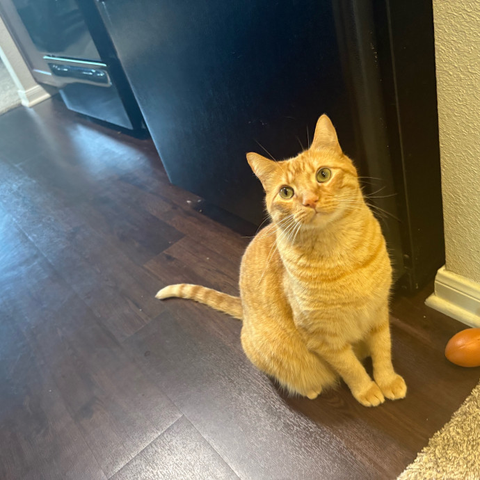 Professional Cat Care You Can Trust