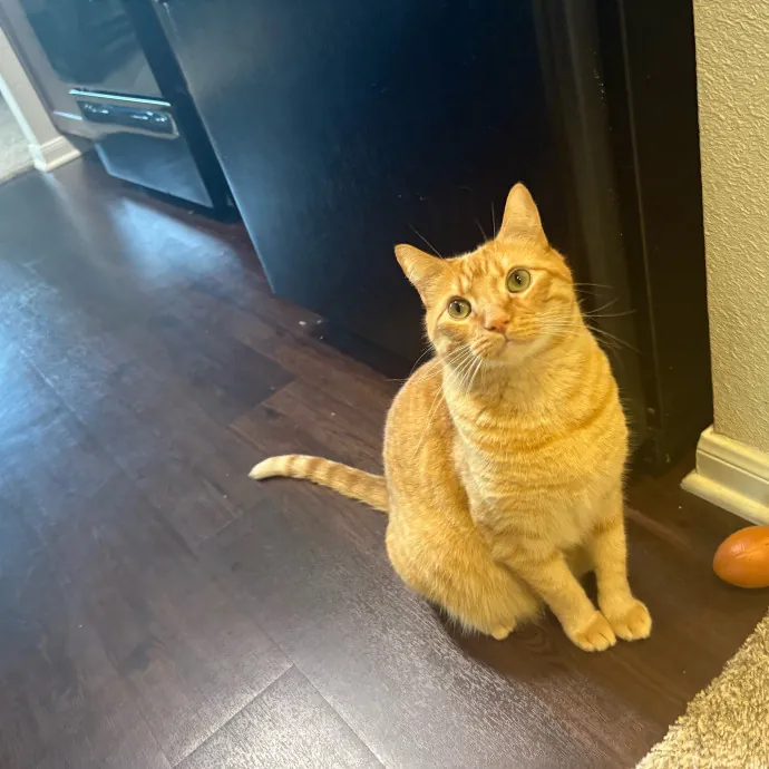 Professional Cat Care You Can Trust