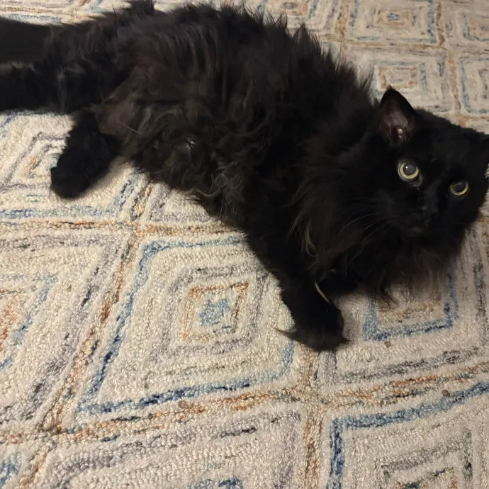 Professional Cat Care You Can Trust