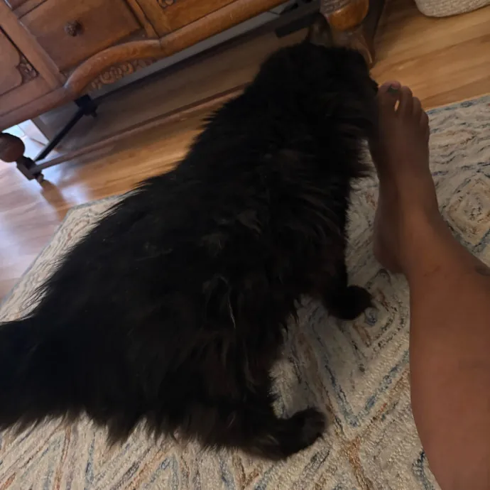 Professional Cat Care You Can Trust