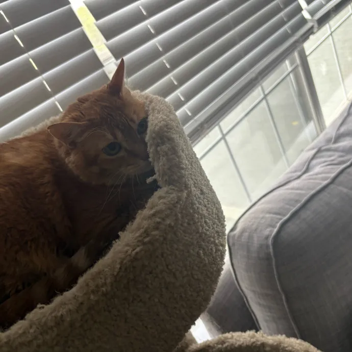 Professional Cat Care You Can Trust