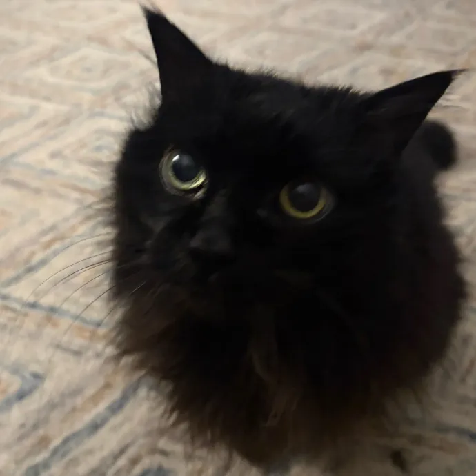 Professional Cat Care You Can Trust