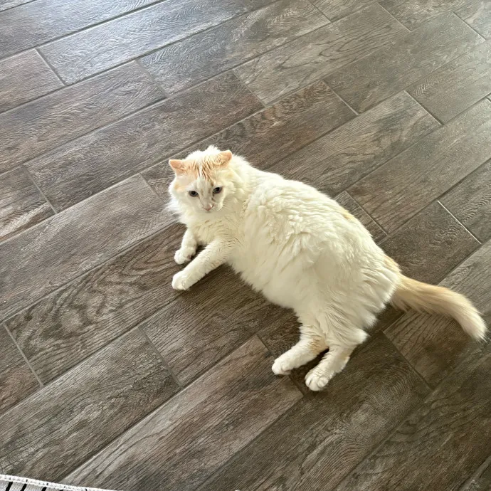 Professional Cat Care You Can Trust