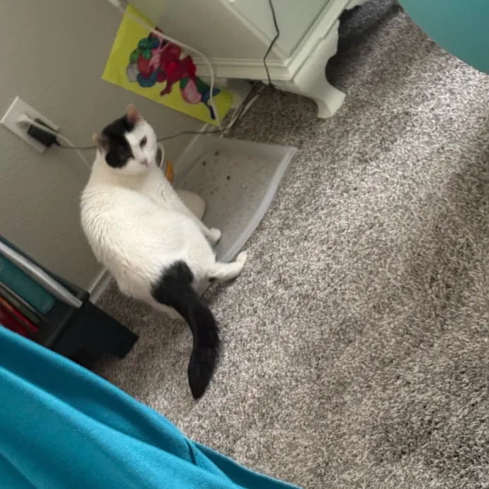 Professional Cat Care You Can Trust