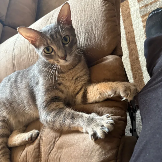 Professional Cat Care You Can Trust