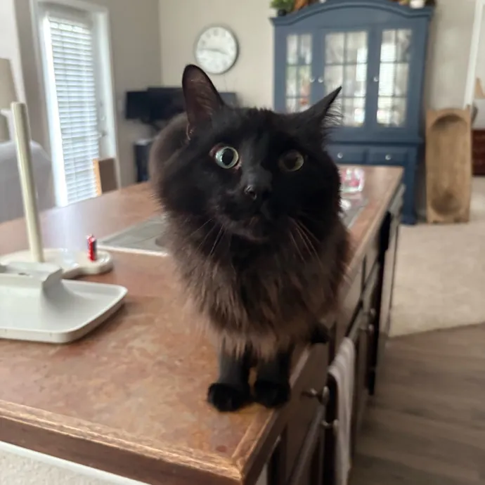 Professional Cat Care You Can Trust