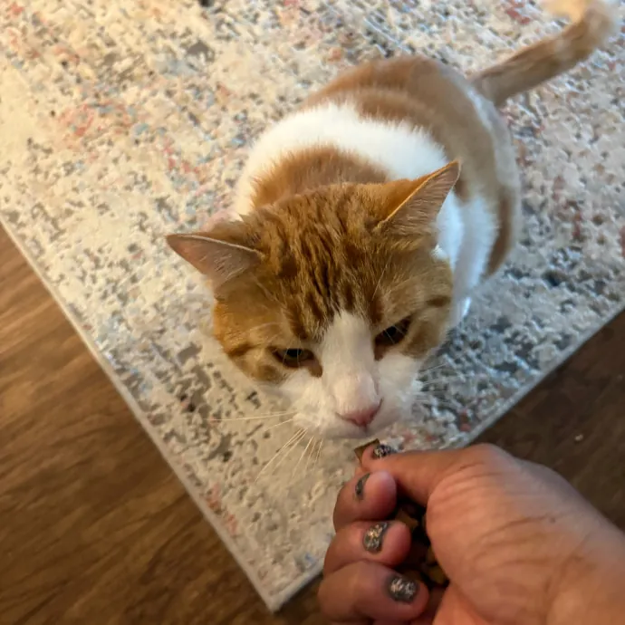 Professional Cat Care You Can Trust