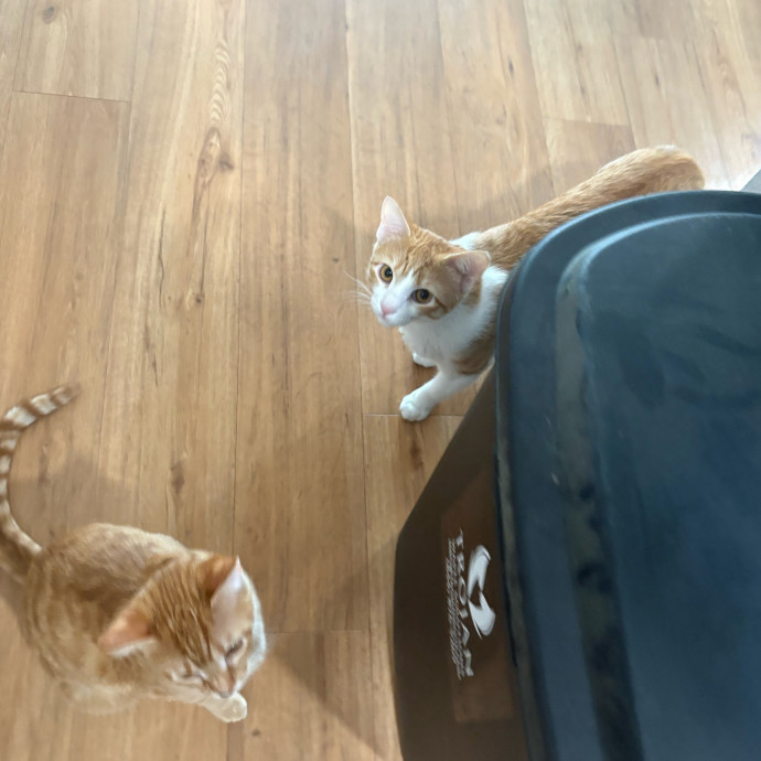 Professional Cat Care You Can Trust