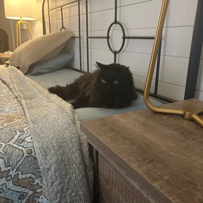 Professional Cat Care You Can Trust