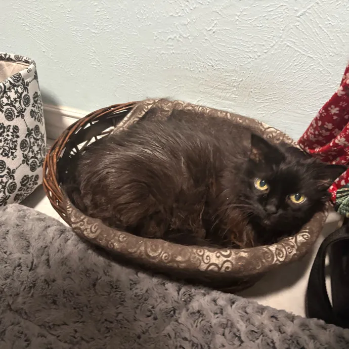 Professional Cat Care You Can Trust