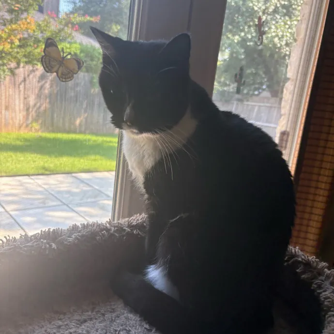 Professional Cat Care You Can Trust