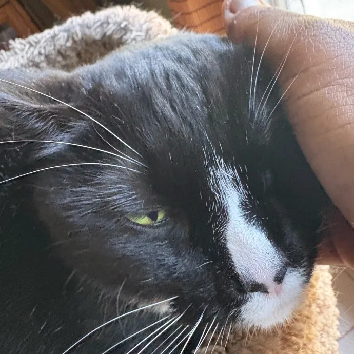 Professional Cat Care You Can Trust