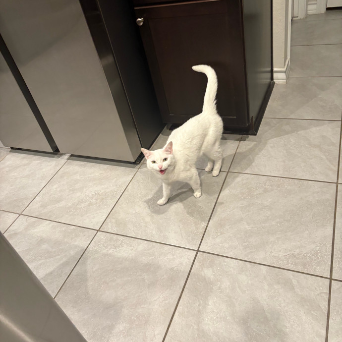 Professional Cat Care You Can Trust