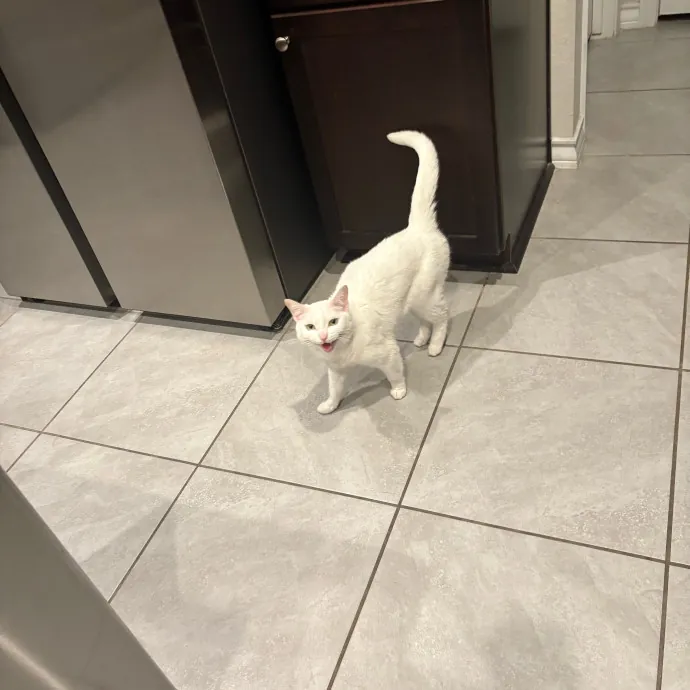 Professional Cat Care You Can Trust