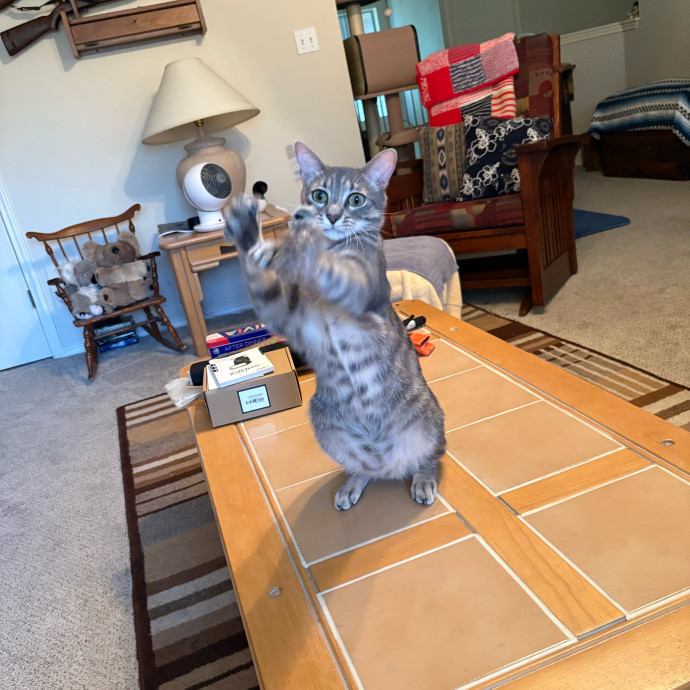 Professional Cat Care You Can Trust
