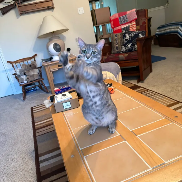 Professional Cat Care You Can Trust