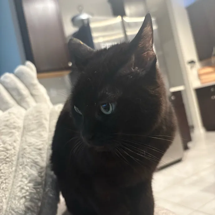 Professional Cat Care You Can Trust