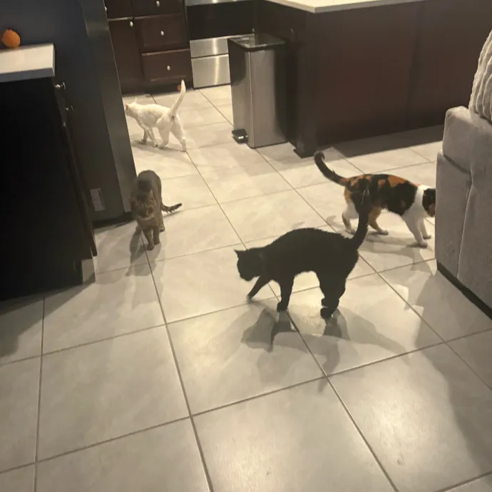 Professional Cat Care You Can Trust