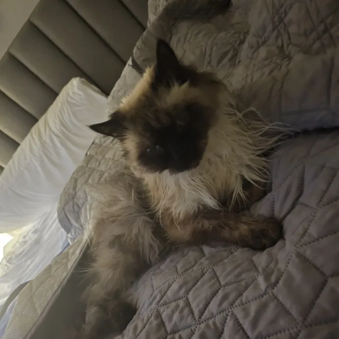 Professional Cat Care You Can Trust