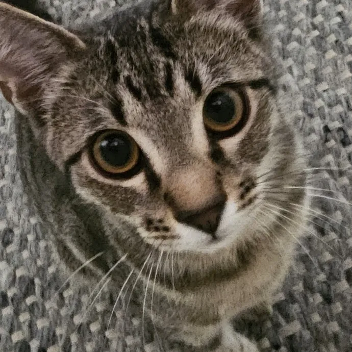 Professional Cat Care You Can Trust