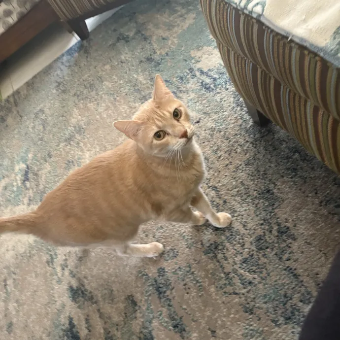 Professional Cat Care You Can Trust