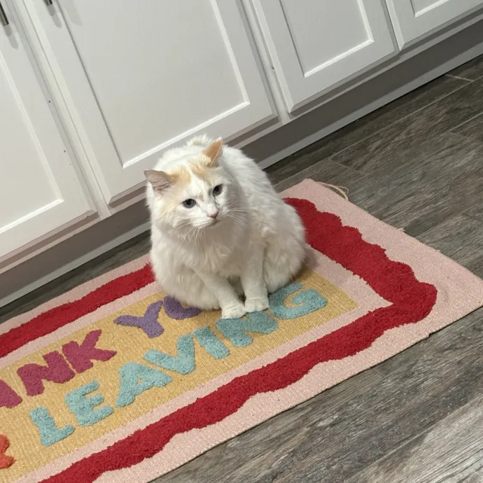 Professional Cat Care You Can Trust