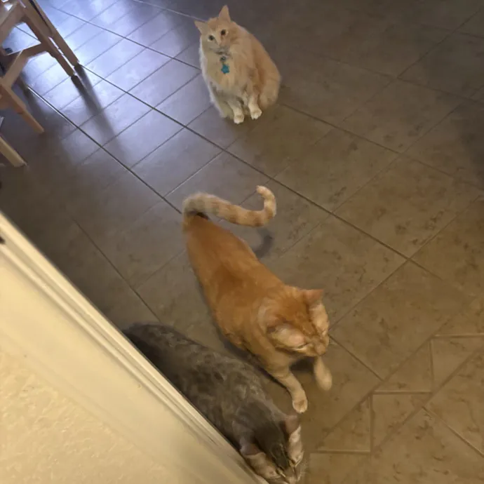 Professional Cat Care You Can Trust