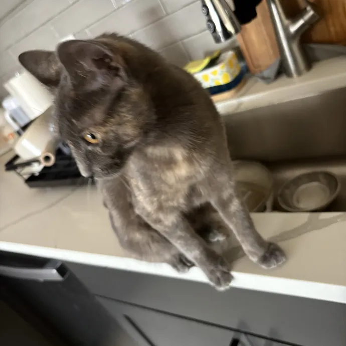 Professional Cat Care You Can Trust