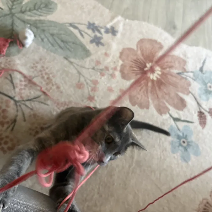 Professional Cat Care You Can Trust