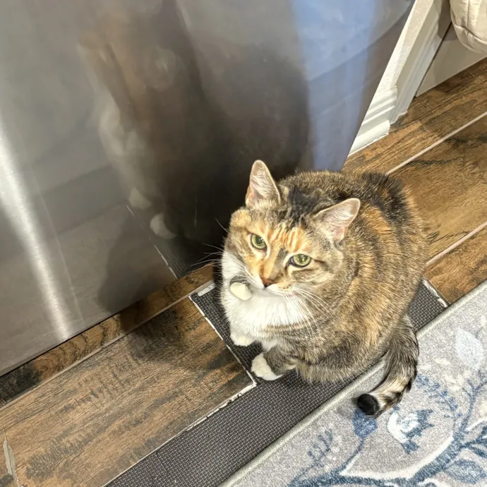 Professional Cat Care You Can Trust