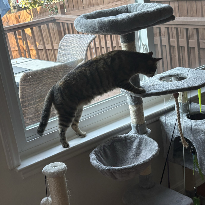 Professional Cat Care You Can Trust