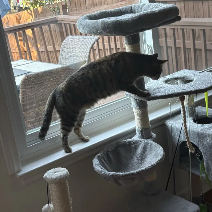 Professional Cat Care You Can Trust