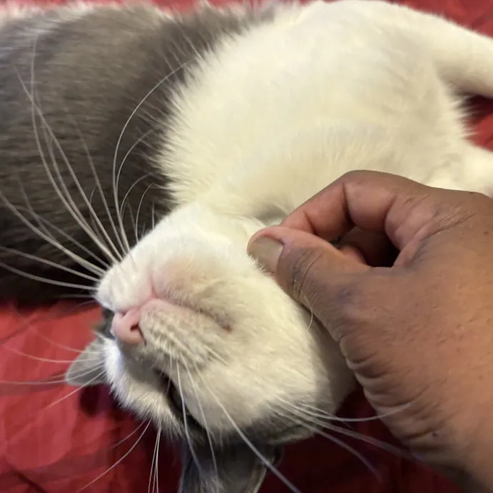 Professional Cat Care You Can Trust