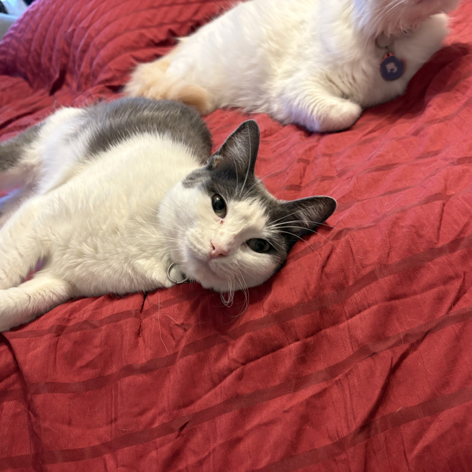 Professional Cat Care You Can Trust