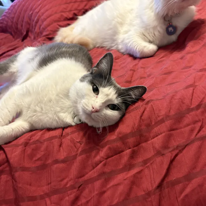 Professional Cat Care You Can Trust