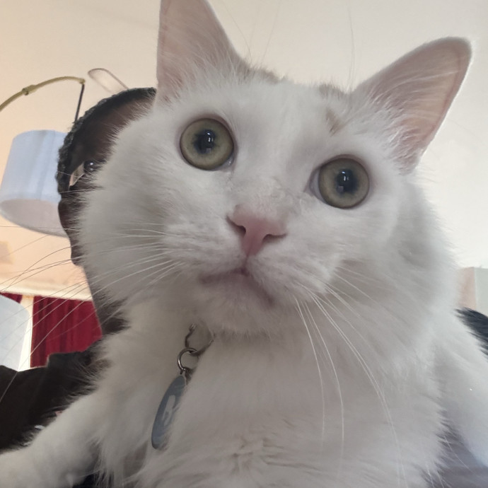 Professional Cat Care You Can Trust