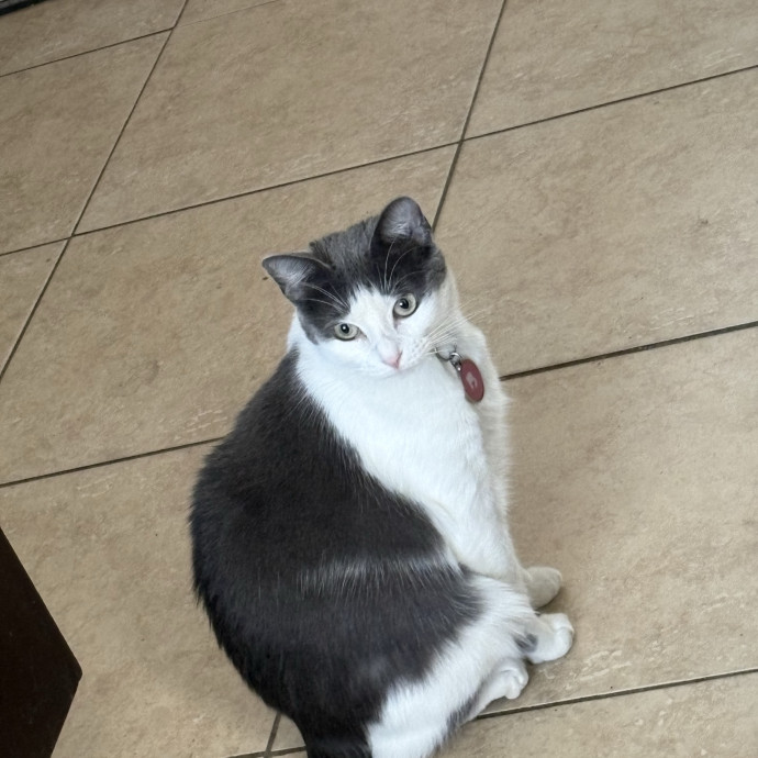 Professional Cat Care You Can Trust