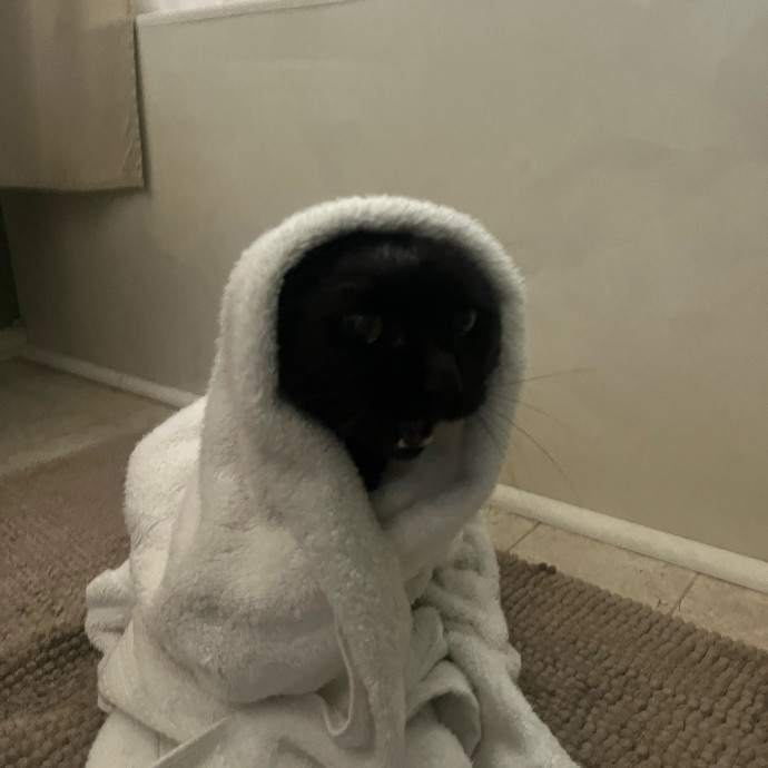Professional Cat Care You Can Trust