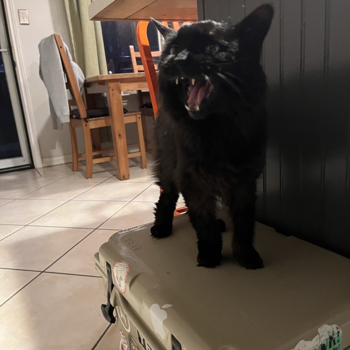 Professional Cat Care You Can Trust
