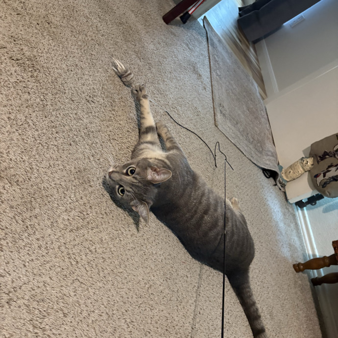 Professional Cat Care You Can Trust