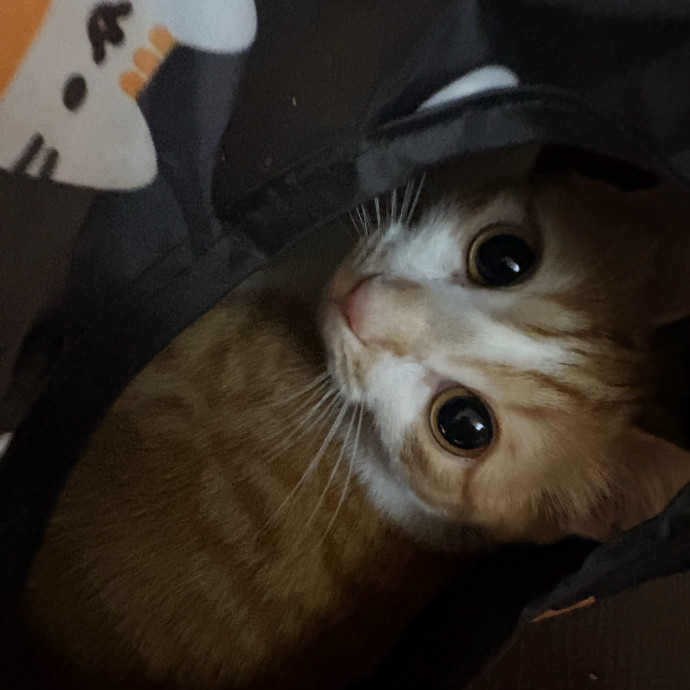 Professional Cat Care You Can Trust