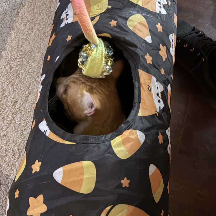 Professional Cat Care You Can Trust