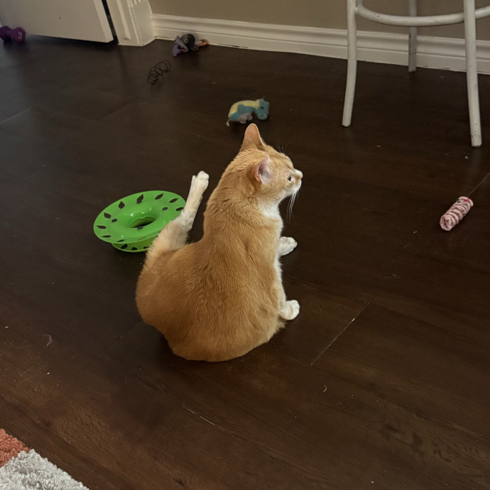 Professional Cat Care You Can Trust
